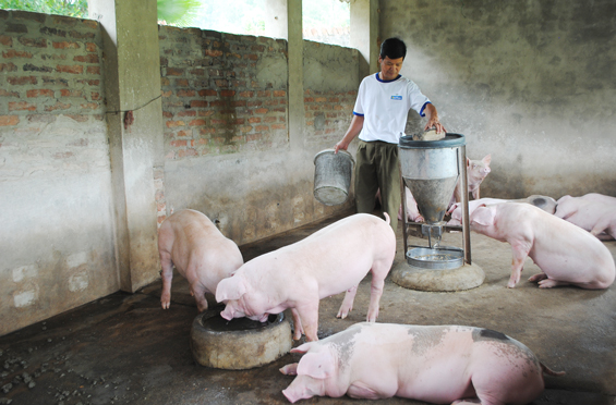 Phổ Yên: Tổng doanh thu của các gia trại, trang trại chăn nuôi đạt trên 100 tỷ đồng/năm