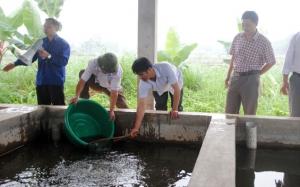 Phòng, trị bệnh cho cá nước ngọt