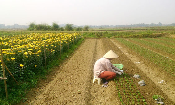 Xóm nhỏ rực rỡ sắc hoa