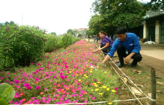 Phú Bình: Trồng hoa trên 19km đường làng