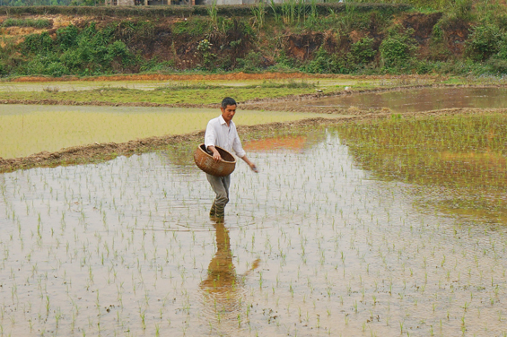 Đồng Hỷ: Diện tích gieo, cấy lúa vượt 300ha so với kế hoạch