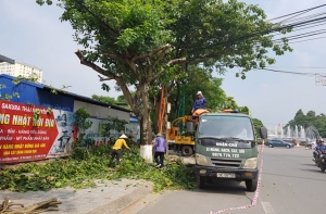 Cắt tỉa cây xanh đảm bảo an toàn mùa mưa bão