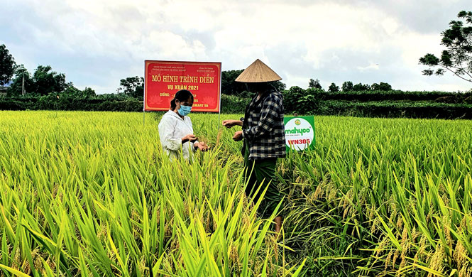 Cây trồng ngắn ngày mang lại hiệu quả kinh tế cao  Công Nghệ Sinh Học WAO