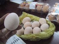 Xử lý việc đưa tin sai về công nghệ tẩy trắng trứng gà