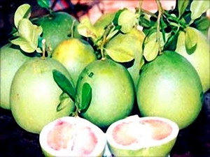 Bến Tre không đủ bưởi da xanh để xuất khẩu