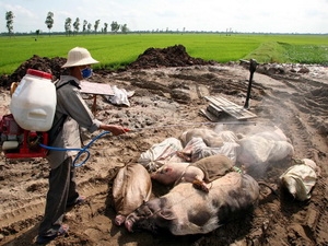Dập tắt các ổ dịch, ngăn chặn dịch tai xanh lây lan