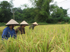 Đánh giá mô hình giống lúa mới