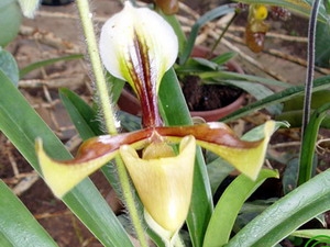 Phát hiện thêm nhiều loài lan mới ở Phú Quốc