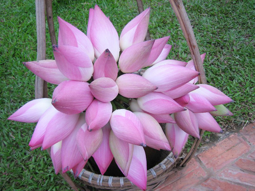 Sen hồng được bình chọn là quốc hoa