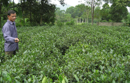 “Liên kết bốn nhà”- Nhìn lại từ một số mô hình (Kỳ I)