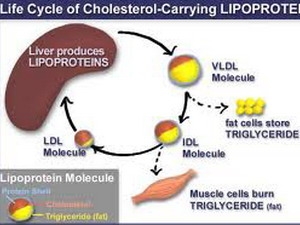 Cholesterol HDL giúp giảm nguy cơ ung thư ruột