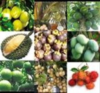 Festival trái cây đầu tiên tại Việt Nam