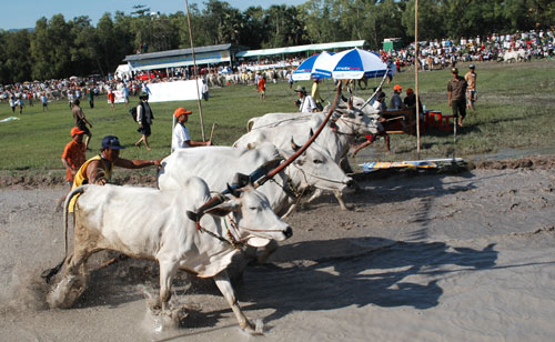 Đua bò trong Ngày hội văn hóa Khmer Nam bộ