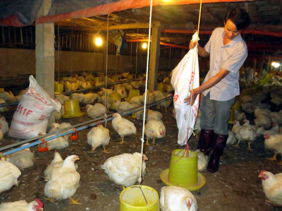 Cải thiện thu nhập từ liên kết chăn nuôi gà gia công