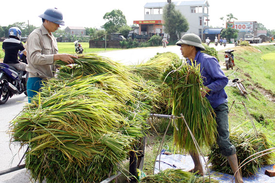 Nông dân xã Hồng Tiến (Phổ Yên) sử dụng xe cải tiến vận chuyển lúa xuân.