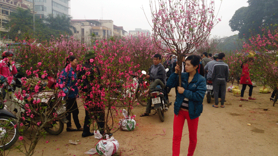 Đào, quất liên tục giảm giá