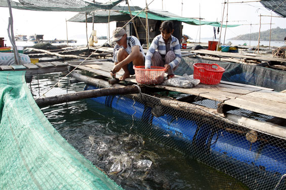 “Hoa mai” trên đảo Hòn Đốc