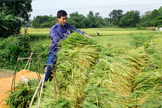 Nông dân xã Điềm Thụy đang thu hoạch lúa xuân, năng suất ước đạt 2,2 tạ/sào.