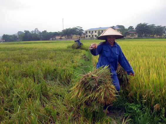 Niềm vui được mùa của nông dân thị trấn Hùng Sơn (Đại Từ).