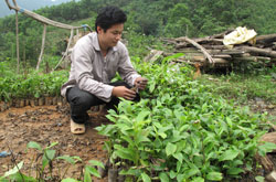 Hỗ trợ thanh niên nông thôn phát triển kinh tế