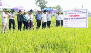 Đánh giá kết quả mô hình sản xuất giống lúa ngắn ngày