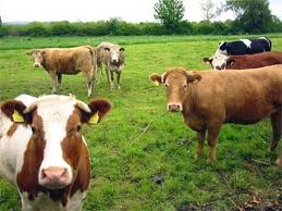 Hàng loạt nhà máy sản xuất thuốc thú y sẽ phải đóng cửa