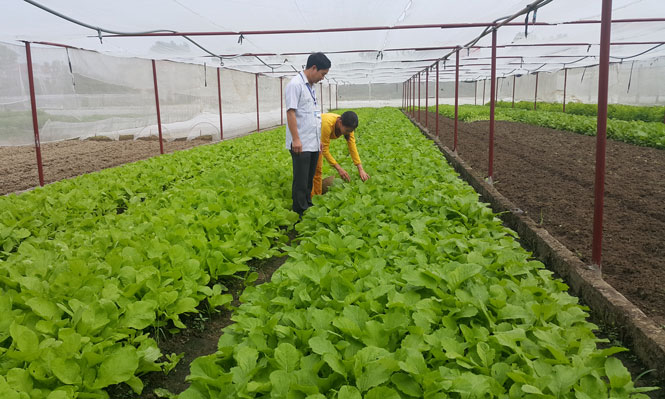 Hiệu quả từ mô hình trồng rau an toàn tại xã Trung Minh