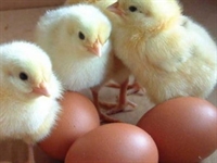 "Con gà có trước, quả trứng có sau"