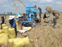 Để trồng lúa có lãi - cần tổ chức lại sản xuất