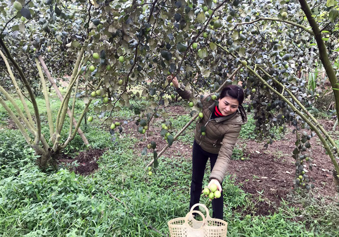 Lãnh đạo nhân dân chuyển đổi cây trồng