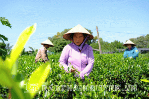 Nâng cao vị thế chè Thái Nguyên trên trường quốc tế