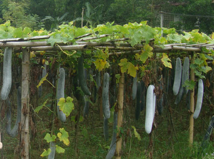 Phú Lương: Sản lượng bí xanh đạt trên 570 tấn