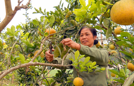 Diện mạo mới ở Phú Bình