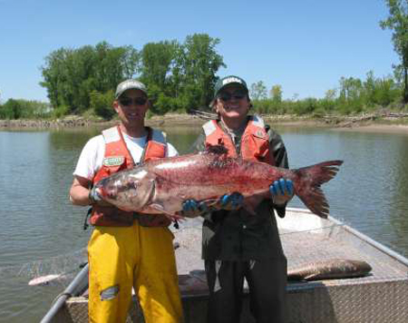 Cá chép gây nên cuộc chiến pháp lý tại Mỹ