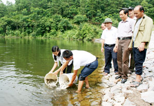Thả cá bảo vệ nguồn lợi thuỷ sản