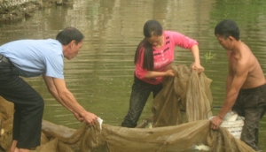 Thành công từ mô hình nuôi cá thâm canh tổng hợp