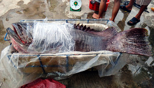 Cá lớn liên tục xuất hiện tại Cù Lao Chàm