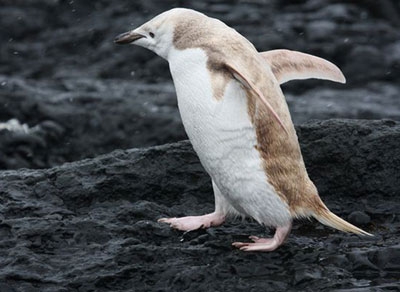 Chim cánh cụt sắp xuất hiện tại Hà Nội
