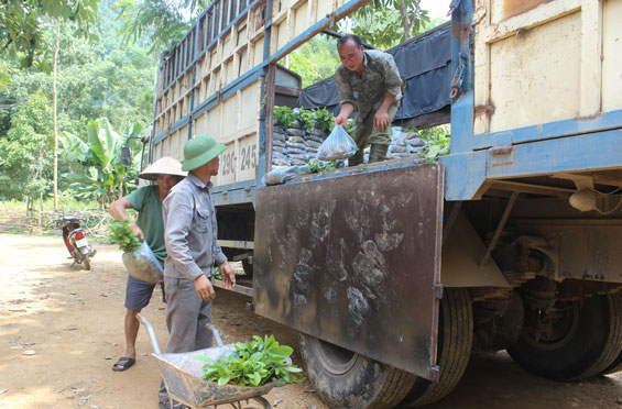 Định Hóa: Cấp 416 nghìn cây quế giống cho hộ dân trồng rừng