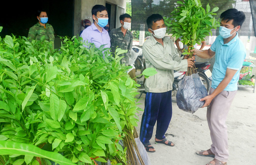 Cấp gần 8.000 cây na giống cho người dân xã Tân Long
