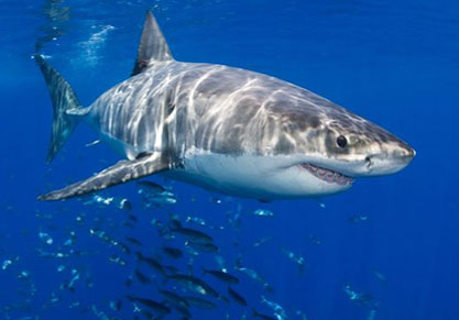 10 động vật khổng lồ dưới đáy đại dương