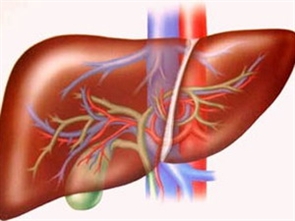 Cấy thành công gan nhân tạo từ tế bào gan chuột
