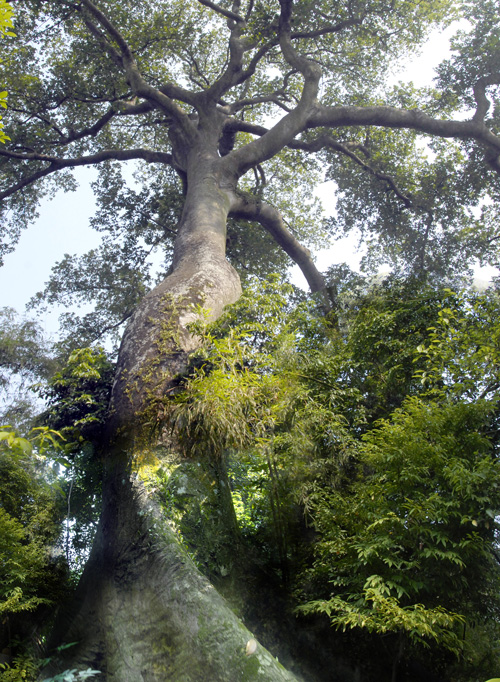 Chuyện một đời cây ở Lương Sơn