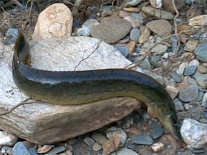 Nhân giống Chạch sông quý hiếm đạt kết quả tốt