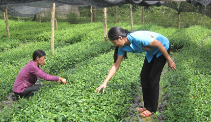 Ứng dụng công nghệ giữ ẩm đất bằng chế phẩm GAM - Sorb