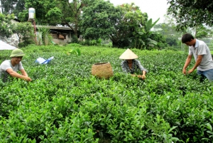 Phát triển thương hiệu sản phẩm chè