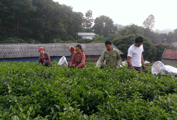 Phú Bình: Doanh thu từ cây chè tăng 1 tỷ đồng