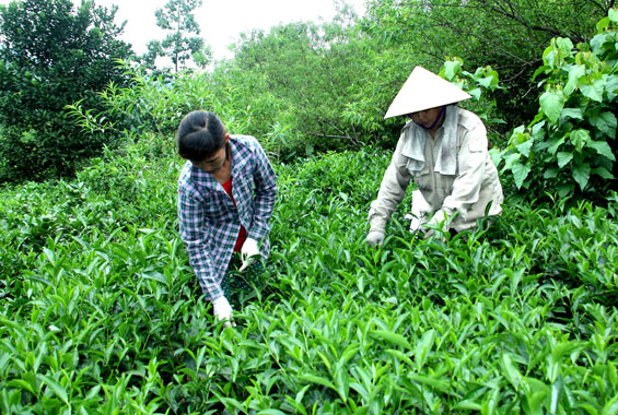 Tiếp sức cho đồng bào dân tộc, vùng núi vươn lên