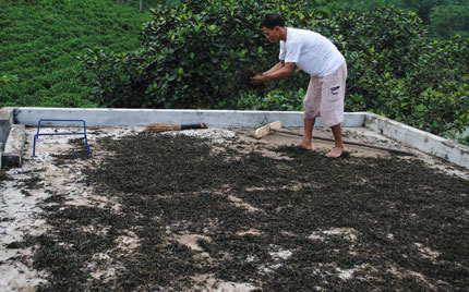 Cây chè trên đất Định Hóa