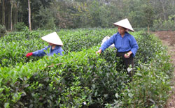 Gần 2.000 ha chè nhiễm sâu bệnh